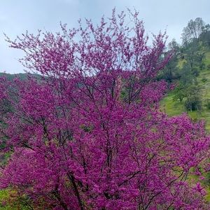 Meet your Posher, Hazel